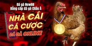 Hướng dẫn xem và cá cược đá gà Thomo mới nhất cho tân thủ
