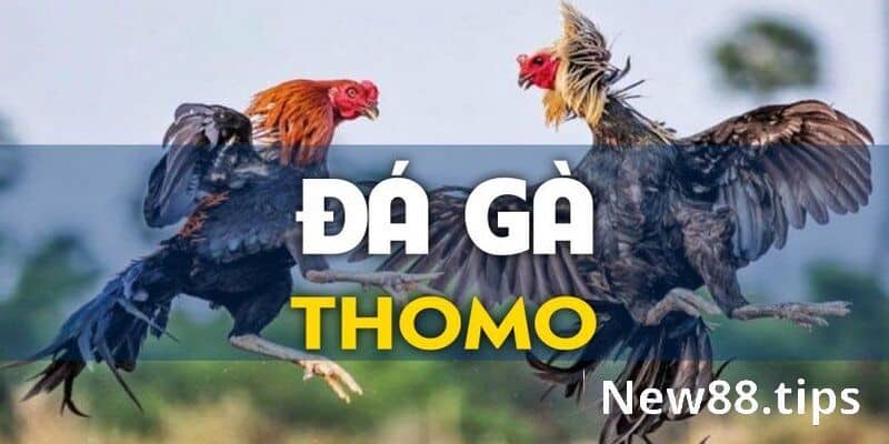 Đá gà Thomo là gì?