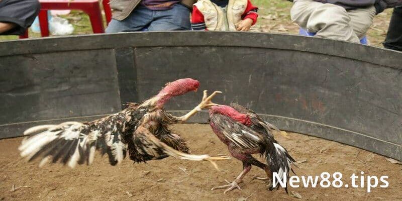 Cơ hội kiếm nhiều tiền