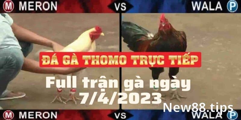 Có thể xem đá gà trực tiếp Thomo ở đâu uy tín nhất?